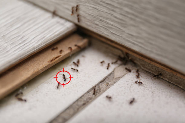 Best Pest Removal Services  in , GA