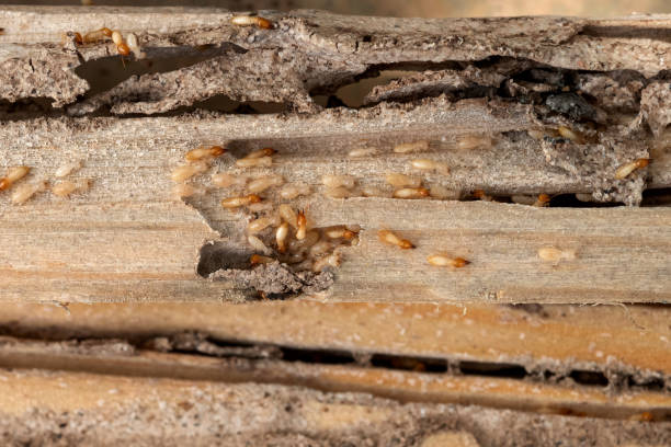 Best Mosquito Control Services  in , GA